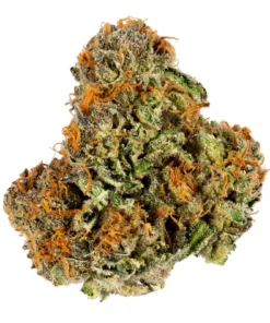 what is rosin,pot rosin, hash rosin uk , live rosin thc, cold cured rosin,what is live rosin,cold cure rosin,live rosin meaning,rosin cannabis,rosin dabs ,thc rosin,rosin cartridge near me ,papaya rosin strain,orange tangie diesel rosin ,live rosin weed,rosin vs live resin ,cold cure live rosin,rosin carts near me,hash rosin near me,rosin concentrate ,live hash rosin carts near me,rosin carts,rosin cartridge,rosin thc,rosin,what is rosin weed,live rosin carts near me,cannabis rosin ,what is live rosin thc,hashish live rosin, rosin wax,what is cold cure rosin,rosin dab pen,fresh press rosin,whats rosin,rosin cannabis,cold cured live rosin,rosin extraction,pot rosin