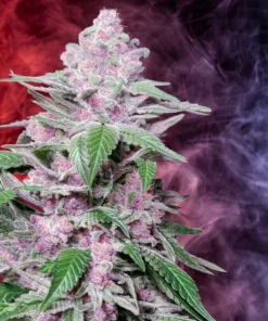 what is rosin,pot rosin, hash rosin uk , live rosin thc, cold cured rosin,what is live rosin,cold cure rosin,live rosin meaning,rosin cannabis,rosin dabs ,thc rosin,rosin cartridge near me ,papaya rosin strain,orange tangie diesel rosin ,live rosin weed,rosin vs live resin ,cold cure live rosin,rosin carts near me,hash rosin near me,rosin concentrate ,live hash rosin carts near me,rosin carts,rosin cartridge,rosin thc,rosin,what is rosin weed,live rosin carts near me,cannabis rosin ,what is live rosin thc,hashish live rosin, rosin wax,what is cold cure rosin,rosin dab pen,fresh press rosin,whats rosin,rosin cannabis,cold cured live rosin,rosin extraction,pot rosin