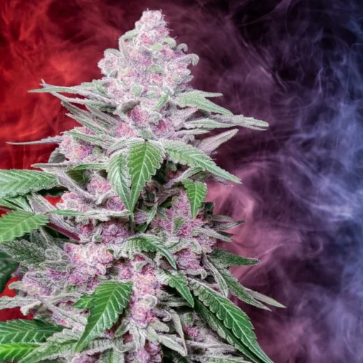 what is rosin,pot rosin, hash rosin uk , live rosin thc, cold cured rosin,what is live rosin,cold cure rosin,live rosin meaning,rosin cannabis,rosin dabs ,thc rosin,rosin cartridge near me ,papaya rosin strain,orange tangie diesel rosin ,live rosin weed,rosin vs live resin ,cold cure live rosin,rosin carts near me,hash rosin near me,rosin concentrate ,live hash rosin carts near me,rosin carts,rosin cartridge,rosin thc,rosin,what is rosin weed,live rosin carts near me,cannabis rosin ,what is live rosin thc,hashish live rosin, rosin wax,what is cold cure rosin,rosin dab pen,fresh press rosin,whats rosin,rosin cannabis,cold cured live rosin,rosin extraction,pot rosin
