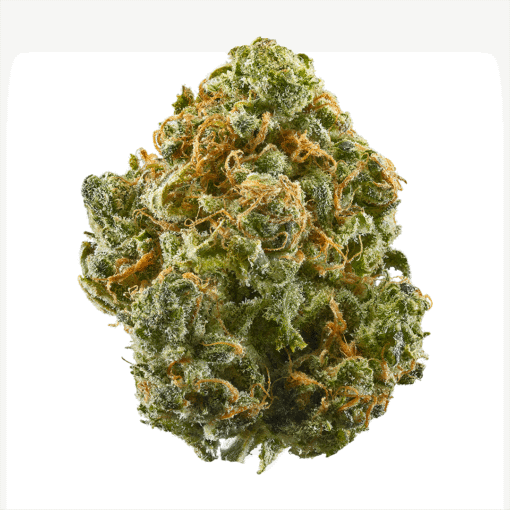 what is rosin,pot rosin, hash rosin uk , live rosin thc, cold cured rosin,what is live rosin,cold cure rosin,live rosin meaning,rosin cannabis,rosin dabs ,thc rosin,rosin cartridge near me ,papaya rosin strain,orange tangie diesel rosin ,live rosin weed,rosin vs live resin ,cold cure live rosin,rosin carts near me,hash rosin near me,rosin concentrate ,live hash rosin carts near me,rosin carts,rosin cartridge,rosin thc,rosin,what is rosin weed,live rosin carts near me,cannabis rosin ,what is live rosin thc,hashish live rosin, rosin wax,what is cold cure rosin,rosin dab pen,fresh press rosin,whats rosin,rosin cannabis,cold cured live rosin,rosin extraction,pot rosin
