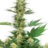 what is rosin,pot rosin, hash rosin uk , live rosin thc, cold cured rosin,what is live rosin,cold cure rosin,live rosin meaning,rosin cannabis,rosin dabs ,thc rosin,rosin cartridge near me ,papaya rosin strain,orange tangie diesel rosin ,live rosin weed,rosin vs live resin ,cold cure live rosin,rosin carts near me,hash rosin near me,rosin concentrate ,live hash rosin carts near me,rosin carts,rosin cartridge,rosin thc,rosin,what is rosin weed,live rosin carts near me,cannabis rosin ,what is live rosin thc,hashish live rosin, rosin wax,what is cold cure rosin,rosin dab pen,fresh press rosin,whats rosin,rosin cannabis,cold cured live rosin,rosin extraction,pot rosin