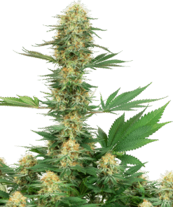 Pound Of Weed