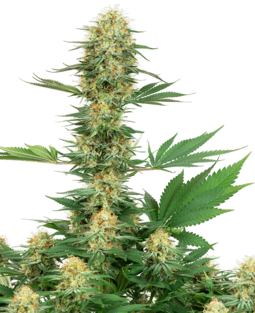 what is rosin,pot rosin, hash rosin uk , live rosin thc, cold cured rosin,what is live rosin,cold cure rosin,live rosin meaning,rosin cannabis,rosin dabs ,thc rosin,rosin cartridge near me ,papaya rosin strain,orange tangie diesel rosin ,live rosin weed,rosin vs live resin ,cold cure live rosin,rosin carts near me,hash rosin near me,rosin concentrate ,live hash rosin carts near me,rosin carts,rosin cartridge,rosin thc,rosin,what is rosin weed,live rosin carts near me,cannabis rosin ,what is live rosin thc,hashish live rosin, rosin wax,what is cold cure rosin,rosin dab pen,fresh press rosin,whats rosin,rosin cannabis,cold cured live rosin,rosin extraction,pot rosin
