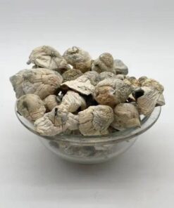 Magic Mushroom Buy Online